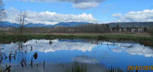 burnaby_lake.png