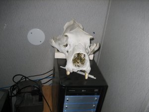 Polar Bear Head bone.jpg