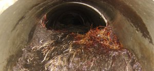 Roots in Sewage Line.jpg