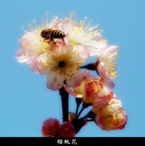 樱桃花蜜蜂.jpg