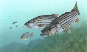 1024px-Striped_bass_FWS_1.jpg