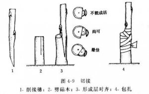 J 嫁接.jpg