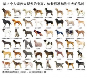 烈性犬.jpg