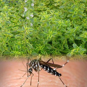 mosquito image.jpg