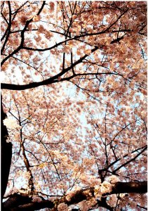 Cherry_Blossom3.jpg