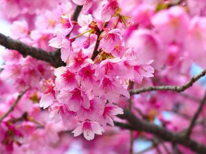 cherry_blossom_1002.jpg