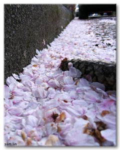 cherryblossom8.jpg