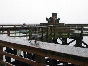 5月20日大雨滂沱 093.jpg