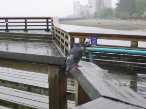 5月20日大雨滂沱 094.jpg