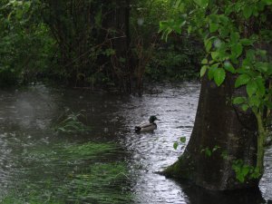 5月20日大雨滂沱拍西温 005.jpg