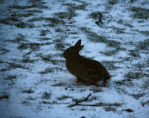 2017-03-15_b_Rabbit in Snow_IMG_6948.jpg