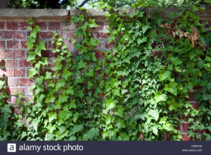 english-ivy-or-common-ivy-hedera-helix-growing-on-brick-wall-CW87JN.jpg
