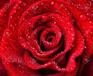 45224138-beautiful-close-up-red-rose.jpg