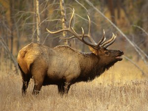 Elk-Wild-Animal.jpg