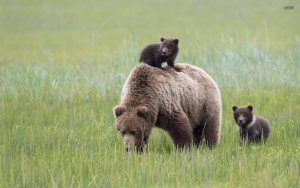 brown-bear-with-cubs-42867-1920x1200.jpg