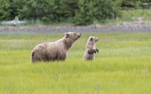 brown-bear-with-a-cub-42628-1920x1200.jpg