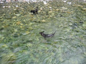 lynn canyon park1 068.jpg