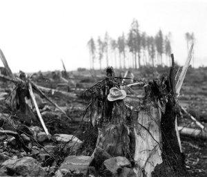 wave-damaged-tree.jpg