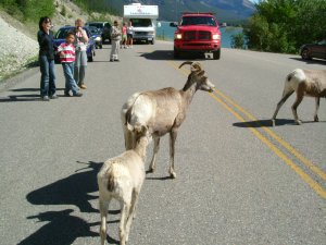 jasper&banff 091.jpg