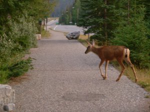 jasper&banff 196.jpg