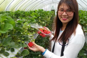strawberry-farm-tour-from-seoul-in-seoul-204490.jpg