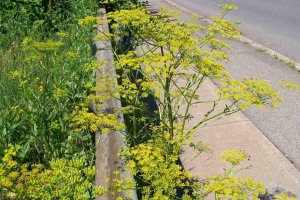 WildParsnip2-e1437738261953.jpg