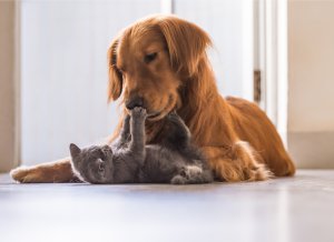 introduce-dog-to-cat.jpg