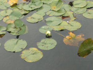 Burnaby Lake 038.jpg