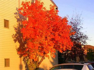 CONDO TREE AGAIN.JPG