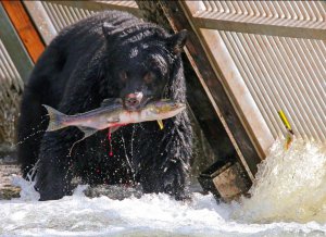 Campbell river bear and salmon.jpg