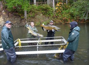 Campbell-River-Salmon-Fishery.jpg