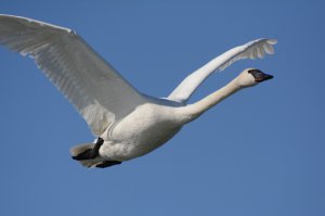 跟着老白闯BC-Frazer Lake Trumpeter Swan 黑嘴天鹅.jpg