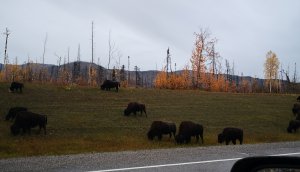 跟着老白看加拿大 BC Northern Rockies 12.jpg