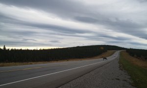 跟着老白看加拿大 BC Northern Rockies 19.jpg