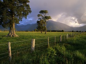 Storm_Lit_Kahikatea_Trees_and_Fence_South_Island_New_Zealand_ZgKD00yY2PVc.jpg