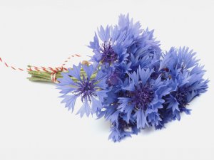 Cornflower_H4AEmBs66RXS.jpg