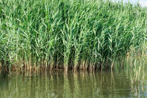 17097954-phragmites-australis-common-reed-typical-habitat-of-little-bittern.jpg