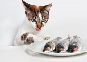 cat eats fish.jpg