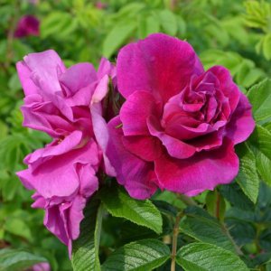 hansa-hybrid-rugosa-rose-close-up-600x600.jpg