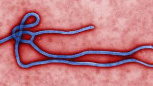 埃博拉病毒.jpg