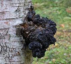 chaga1.jpeg