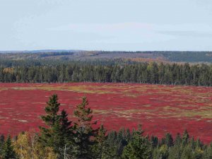 fundy bay20_副本.jpg