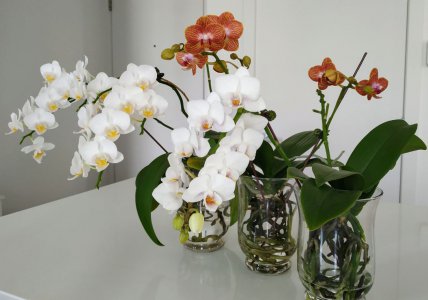 orchid-jan23-total-full.JPG