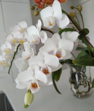 orchid-jan23-white-purple.JPG