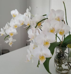orchid-jan23-white-yellow.JPG