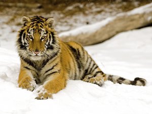 Snowy_Afternoon_Tiger_Nfnn0i8ZkWlE.jpg