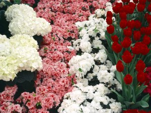 Hydrangeas_Azaleas_Tulips_and_Cinerarias_2FyijRQcSmvu.jpg