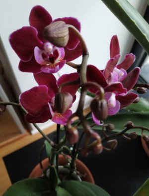 new-phal.JPG