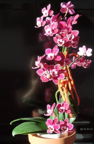 new-orchid-2.JPG