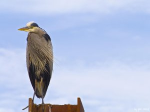 Vancouver, Vanier Park - Great Blue Heron.jpg